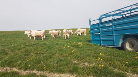 Vente de colis de viande bovine label rouge de la ferme Intersaône à Aboncourt‑Gesincourt