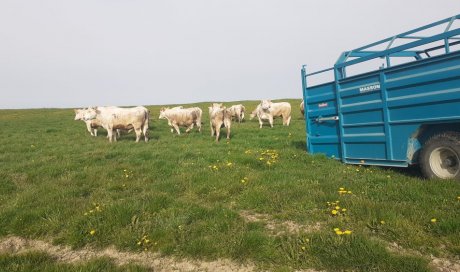 Vente de colis de viande bovine label rouge de la ferme Intersaône à Aboncourt‑Gesincourt