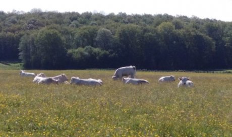 Arrivée de nouvelles génisses pour la vente de viande par exploitation bovine à Aboncourt-Gesincourt