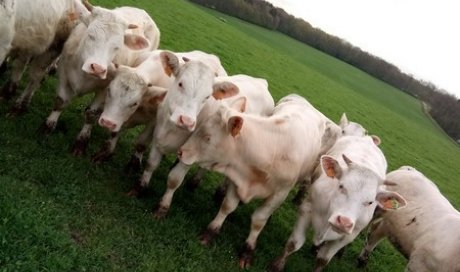 Exploitation bovine respectant le bien-être animal et la nature