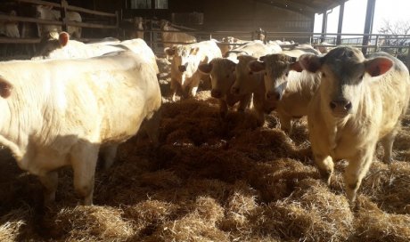 GAEC Intersaône Aboncourt-Gesincourt - Exploitation de viande bovine