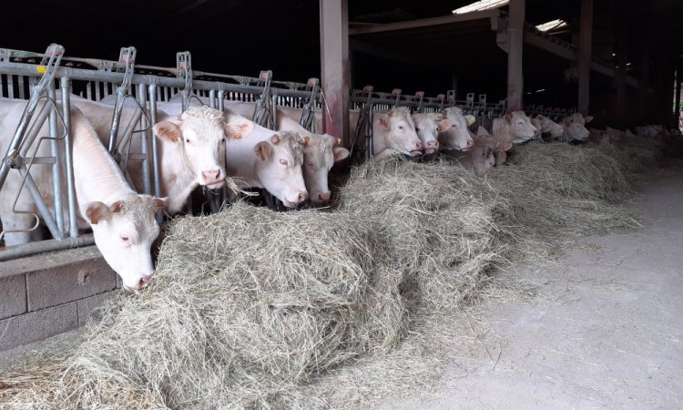 GAEC Intersaône Aboncourt-Gesincourt - Exploitation de viande bovine