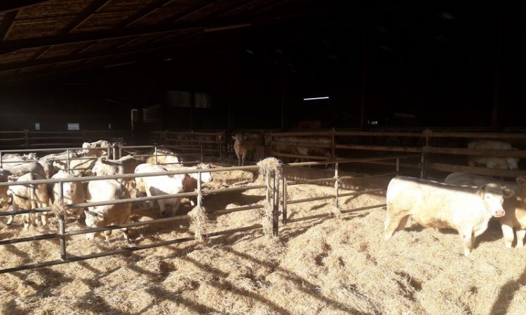 GAEC Intersaône Aboncourt-Gesincourt - Exploitation de viande bovine